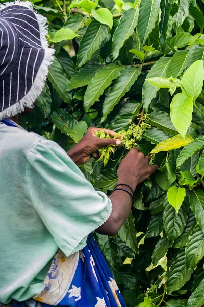 Ylang-Ylang innhøsting – stockfoto