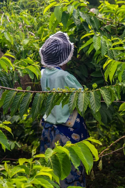 Ylang-Ylang harvest — Stock Photo, Image