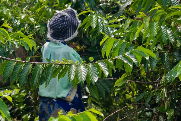 Ylang-Ylang harvest — Stock Photo, Image