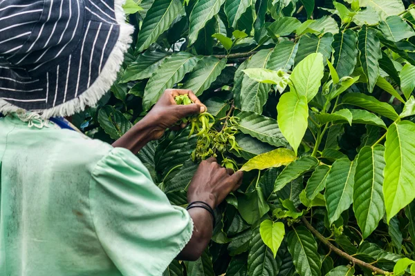 Ylang-Ylang harvest — Stock Photo, Image