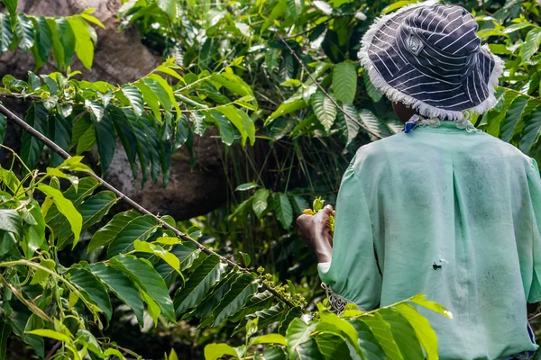 Ylang-Ylang harvest — Stock Photo, Image