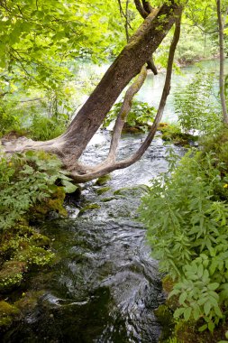 hızlı nehir - plitvice gölleri, Hırvatistan.
