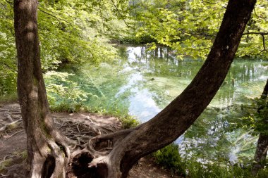 eski karanlık ağaç - plitvice gölleri, Hırvatistan.