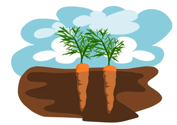 Two carrots in the ground — Stock Vector
