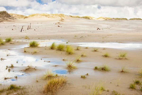 Parque Nacional UNESCO en Leba - Polonia . —  Fotos de Stock