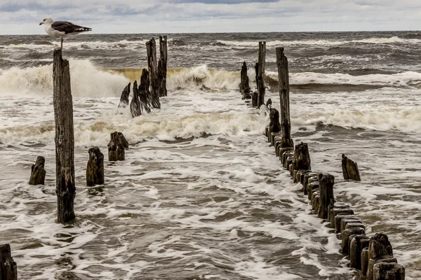 Gull on wooden waterbreak - Rewal. — Stock Photo, Image