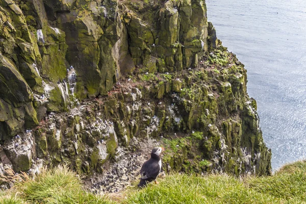 アイスランド - ツノメドリ — ストック写真