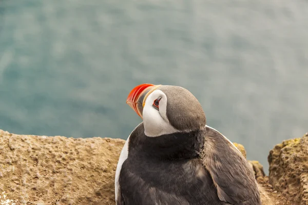 Puffin - Latrabjarg, Islandia . — Foto de Stock