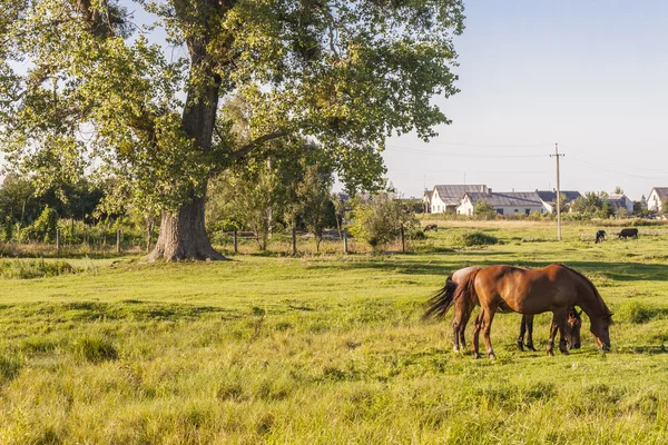 Venkovské pohled - dva koně, Ukrajina letní den. — Stock fotografie