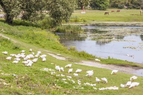 White geese - Ukraine, Ostroh. — Stock Photo, Image