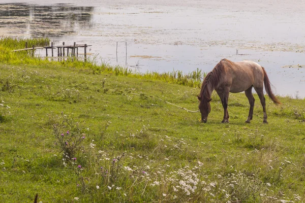 Brun häst på kusten av sjön - ostroh, Ukraina. — Stockfoto