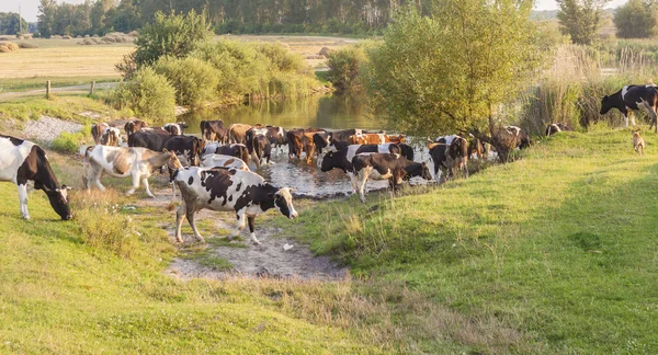 Grupa krów na zielonej trawie - Ukraina. — Zdjęcie stockowe