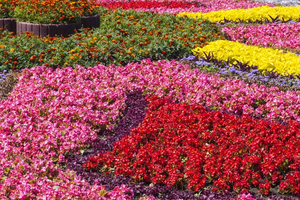 Flowers on Independence Square - Kiev, Ukraine. Stock Image