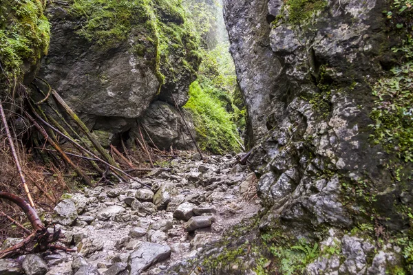 Ravine Cracovia - Parco Nazionale dei Tatra, Polonia. — Foto Stock