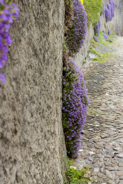 Dr. Phlox subulata - paarse schoonheid bloemen, Zwitserland. — Stockfoto