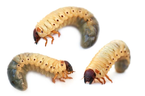 Larve de neushoorn van de bug — Stockfoto