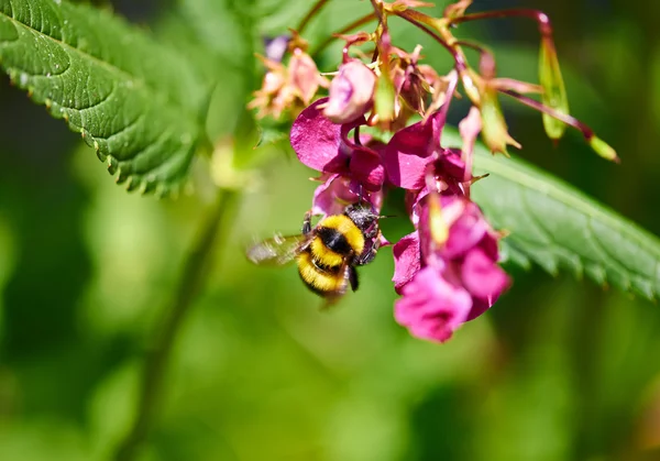 Bee on a flower — Stock Photo, Image