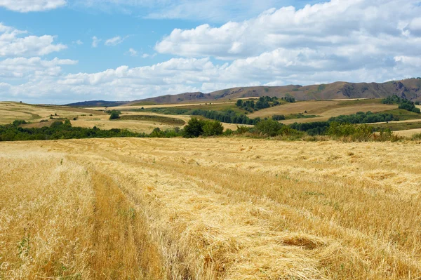 Landscape of wheat field — Stock Photo, Image