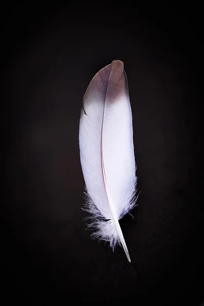 Feather on dark background — Stock Photo, Image