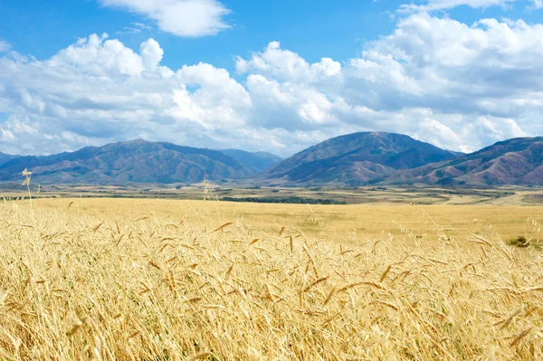 Barley field on a background of mountains — Stock Photo, Image