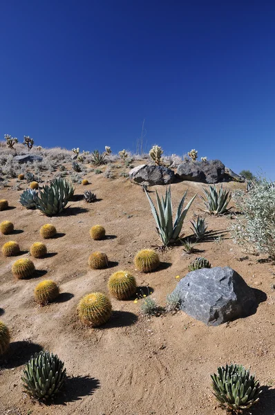 Hillside cactus — Stock Photo, Image