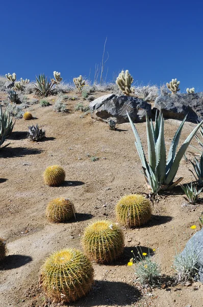 Hillside cactus — Stock Photo, Image