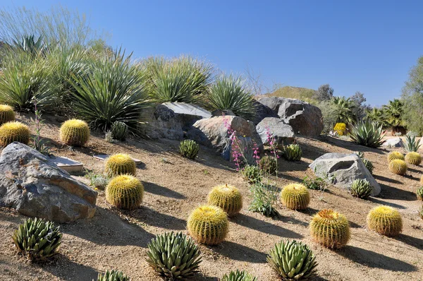 Hillside cactus — Stock Photo, Image