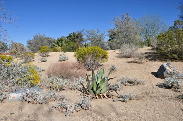 Deserto ambiente — Fotografia de Stock