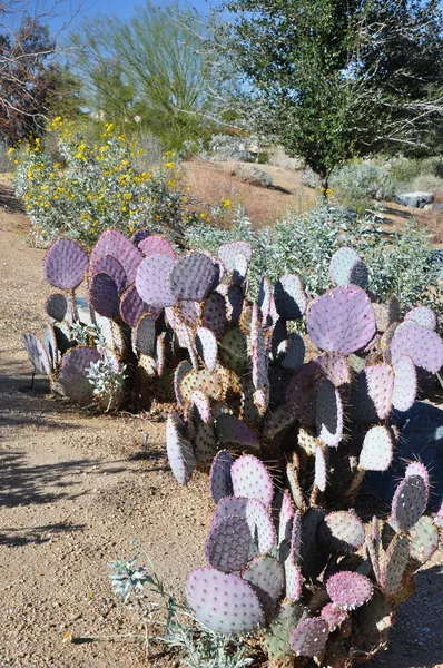 Lila-färgade kaktus — Stockfoto