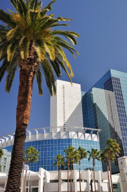 palmiye ağaçları ve cam kuleler