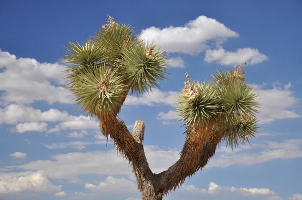 Джошуа Дерево против неба — стоковое фото