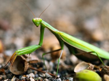 Avrupa mantis veya peygamber devesi, mantis bileğinde