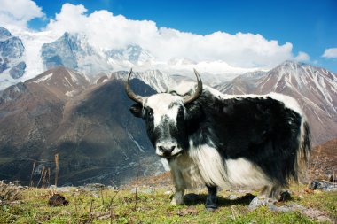yak - bos grunniens ya da bos mutus - langtang Vadisi