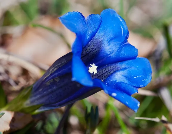 Blue flowers of gentiana alpina — Stock Photo, Image