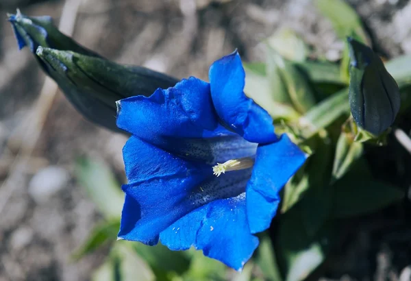Blaue Blüten von Entiana alpina — Stockfoto