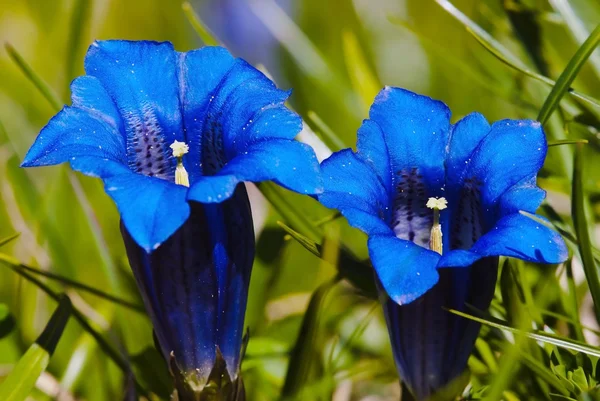 Blue flowers of gentiana alpina — Stock Photo, Image