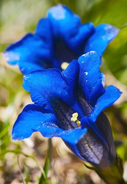 Blue flowers of gentiana alpina — Stock Photo, Image