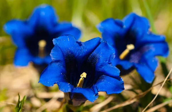Голубые цветы голени альпийской — стоковое фото