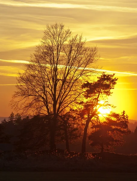 Закат с деревьями — стоковое фото
