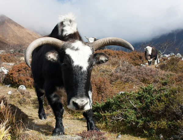 Yak bos grunniens o bos mutus nella valle di Langtang — Foto Stock