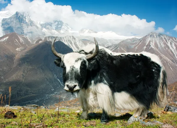 Yak - bos grunniens or bos mutus - in Langtang valley — Stock Photo, Image