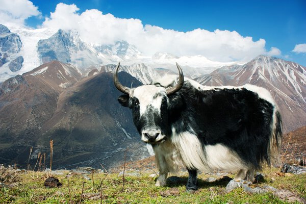 Yak - bos grunniens or bos mutus - in Langtang valley