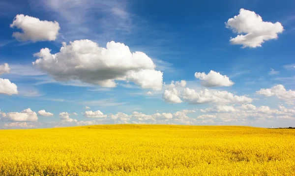 Campo de colza con hermosa nube - planta de energía verde — Foto de Stock