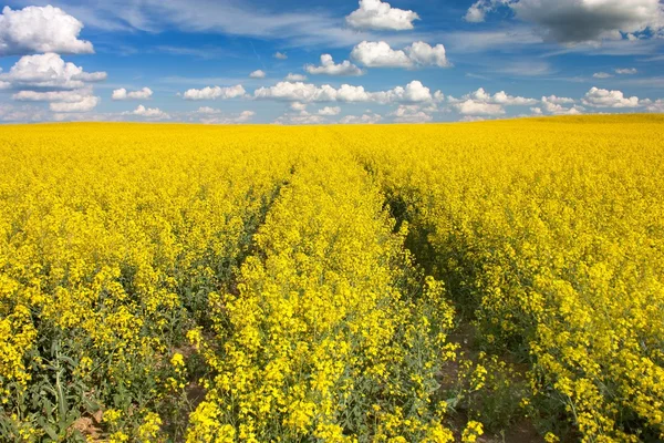 Поле ріпаку з красивою хмарою рослина для зеленої енергії — стокове фото