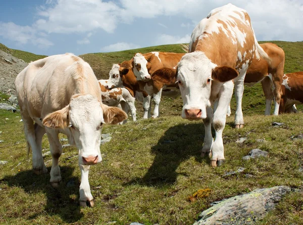 群牛 (bos 阿金牛座) 在阿尔卑斯山牧场 — 图库照片