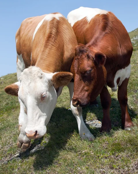 Groupe de vaches (bos primigenius taurus) dans les Alpes au pâturage — Photo