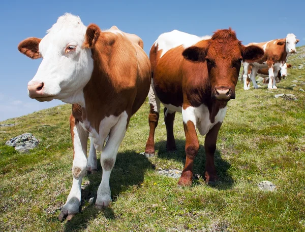 Groupe de vaches (bos primigenius taurus) dans les Alpes au pâturage — Photo