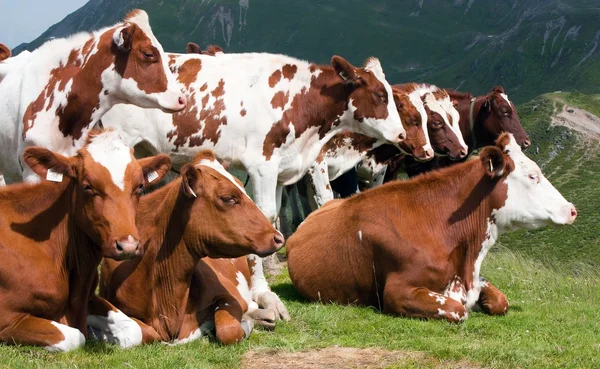 Grupa krów (bos primigenius taurus) w Alpach na pastwisko — Zdjęcie stockowe