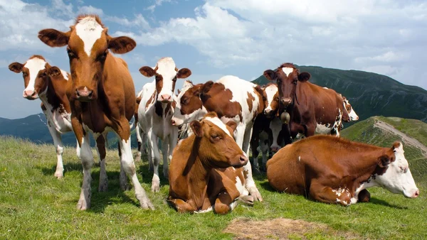 Groupe de vaches (bos primigenius taurus) dans les Alpes au pâturage — Photo