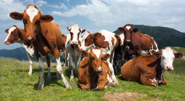 Group of cows (bos primigenius taurus) in alps on pasture — Stock Photo, Image